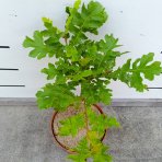 Dub cerový (Quercus cerris) – výška 30–50 cm, kont. C2L
